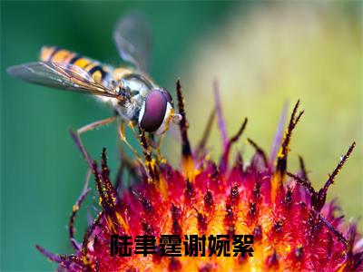 陆聿霆谢婉絮精选小说大结局阅读_(谢婉絮陆聿霆)陆聿霆谢婉絮免费阅读最新章节列表