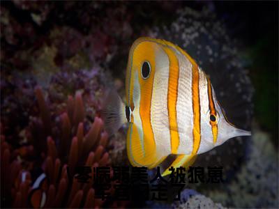 八零病弱美人被狼崽军官叼走了(苏念栀秦啸云)精彩小说-苏念栀秦啸云全章节免费阅读