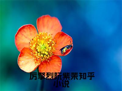 八零军婚：嫁军官后我逆袭了（ 厉擎烈阮紫茉）全文免费阅读无弹窗大结局_八零军婚：嫁军官后我逆袭了热门小说最新章节阅读