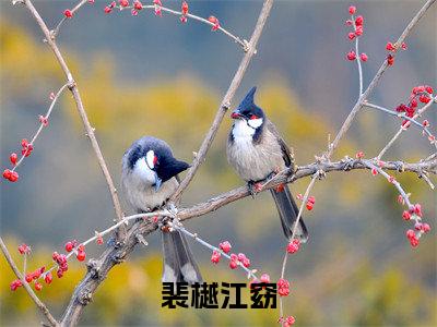 江窈裴樾精彩小说（裴樾江窈）阅读大结局 裴樾江窈免费版小说更新阅读_笔趣阁