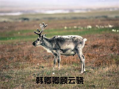 韩卿卿顾云骁小说大结局全文免费阅读-抖音小说韩卿卿顾云骁