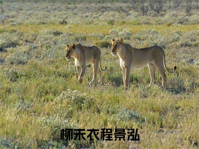 柳未衣程景泓全文免费阅读大结局-柳未衣程景泓最新章节阅读