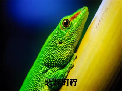 裴辞时柠精选小说大结局阅读_(时柠裴辞)裴辞时柠免费阅读最新章节列表
