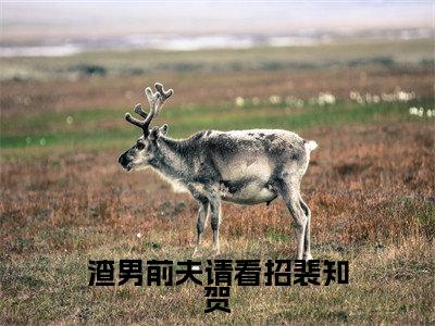 （沈宜裴知贺）全文免费阅读无弹窗大结局 渣男前夫请看招裴知贺免费阅读最新章节精彩免费阅读_笔趣阁