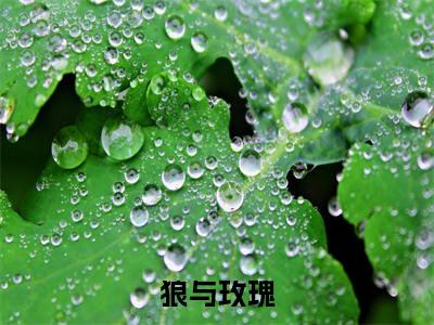  陈涞姜茴精彩小说-狼与玫瑰全章节免费阅读
