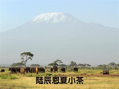 陆辰恩夏小茶无广告小说免费阅读,陆辰恩夏小茶夏小茶陆辰恩完结小说在线阅读