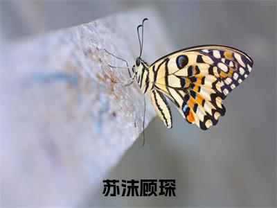 (苏沫顾琛)全文免费阅读无弹窗(苏沫顾琛)顾琛苏沫已完结全集大结局
