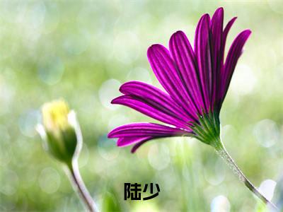  陆景琛许暖小说（陆少，宠你入骨）全文免费读无弹窗大结局_ 陆景琛许暖小说免费阅读-笔趣阁（陆少，宠你入骨）