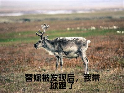 替嫁被发现后,我带球跑了(温暖傅随安)全文免费阅读无弹窗大结局_温暖傅随安全文在线阅读