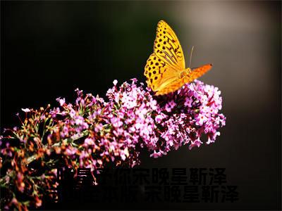 晚星予你宋晚星靳泽试读全本版小说（ 宋晚星靳泽）全文免费阅读大结局无删减_（ 宋晚星靳泽）晚星予你宋晚星靳泽试读全本版小说最新章节列表_笔趣阁