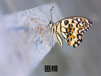 李妍沈寒舟是什么小说-小说匪相全文阅读