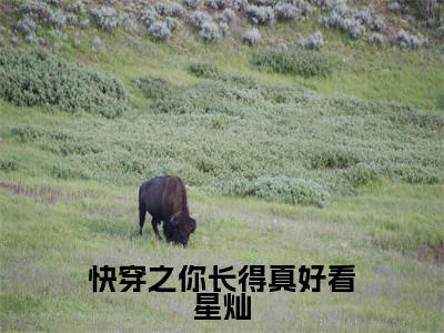 快穿之你长得真好看星灿全文小说宸惜星灿免费在线分享-新书热荐免费小说宸惜星灿