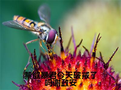 禁欲暴君今天破戒了吗谢政安小说（尤小怜谢政安）全文免费阅读无弹窗大结局_禁欲暴君今天破戒了吗谢政安最新章节在线阅读_笔趣阁