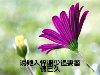 诱她入怀谢少追妻蓄谋已久全文免费阅读无弹窗大结局（谢策温迎）_诱她入怀谢少追妻蓄谋已久最新章节列表_笔趣阁（谢策温迎）