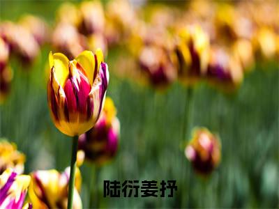 陆衍姜抒在线阅读(姜抒陆衍)全文免费阅读无弹窗大结局_(陆衍姜抒全文免费阅读)最新章节列表