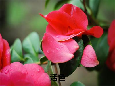 小说活色(杜若展京墨)全文免费阅读-最火热门小说活色最新章节更新