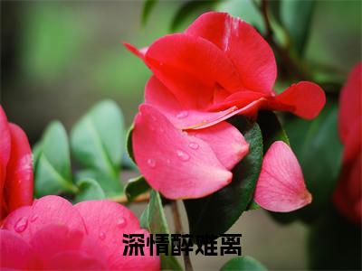 小说(深情醉难离)岩韫宋玉恩全文阅读_小说深情醉难离免费阅读(岩韫宋玉恩)笔趣阁