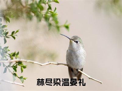 小说林尽染温晏礼(温晏礼林尽染)免费阅读-小说林尽染温晏礼全文在线赏析