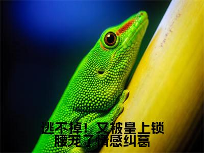逃不掉!又被皇上锁腰宠了情感纠葛免费阅读无弹窗最新章节列表-(萧珩萧玥)全文免费阅读大结局笔趣阁(萧珩萧玥)