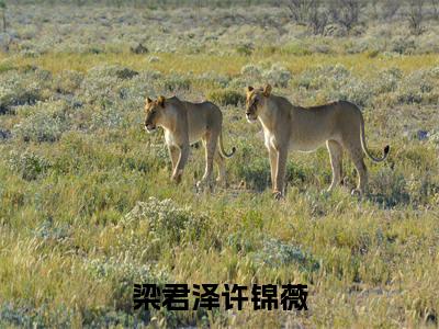 梁君泽许锦薇（许锦薇梁君泽）全文免费阅读无弹窗大结局_梁君泽许锦薇小说（许锦薇梁君泽）最新章节列表