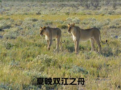 夏晚双江之舟(江之舟夏晚双)全文免费阅读无弹窗大结局_夏晚双江之舟完本小说最新章节阅读