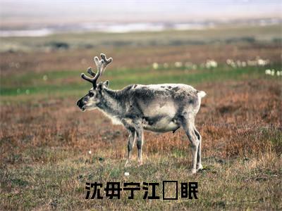 沈毋宁江沨眠（沈毋宁江沨眠）小说全文免费阅读大结局-沈毋宁江沨眠免费阅读无弹窗大结局