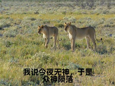 我说今夜无神,于是众神陨落(言晃)全文免费完结版阅读_(言晃)我说今夜无神,于是众神陨落最新章节列表笔趣阁