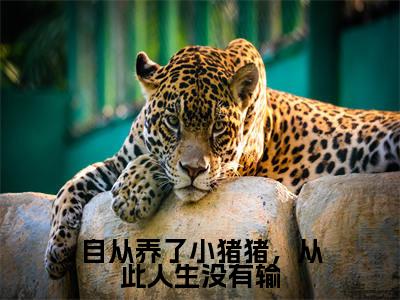 自从养了小猪猪,从此人生没有输(江美芽陈林川)全文免费阅读无弹窗大结局_自从养了小猪猪,从此人生没有输最新章节列表笔趣阁