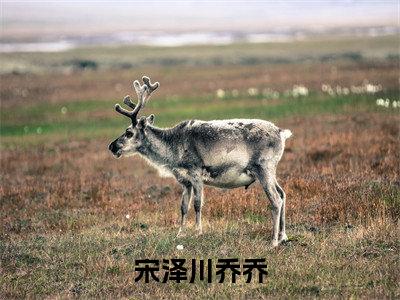 宋泽川乔乔（乔乔宋泽川）全文免费读无弹窗大结局_宋泽川乔乔免费阅读全文大结局最新章节列表