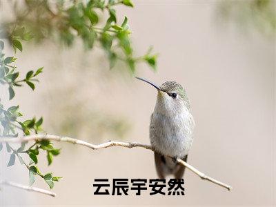 云辰宇安然全文(安然云辰宇)全文免费阅读无弹窗大结局_(安然云辰宇)云辰宇安然最新章节列表