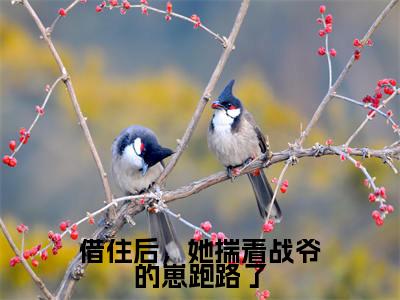 小说借住后，她揣着战爷的崽跑路了完整版在线阅读战冥寒苏暖暖精选小说推荐试读