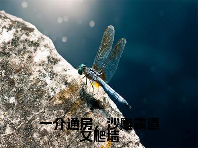 一介通房,沙雕霸道又爬墙(稗稗)小说全文-一介通房,沙雕霸道又爬墙小说免费阅读大结局