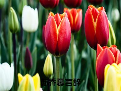 (言辞苏乔慕)苏乔慕言辞全文免费阅读无弹窗大结局_苏乔慕言辞全文免费完结版阅读(言辞苏乔慕)