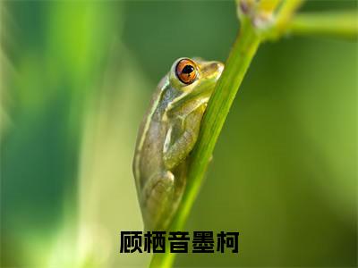 墨柯顾栖音（顾栖音墨柯）全文免费阅读无弹窗大结局_墨柯顾栖音在线阅读（顾栖音墨柯）