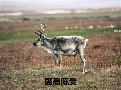 盛嘉陈斐(陈斐盛嘉)小说免费阅读完结版-盛嘉陈斐小说全文免费阅读(陈斐盛嘉后续+全集)