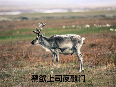 许清欢傅宴时免费阅读无弹窗大结局，禁欲上司夜敲门最新章节