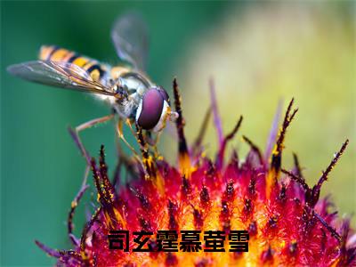 慕萤雪司玄霆（司玄霆慕萤雪）全文免费阅读无弹窗-司玄霆慕萤雪主角叫慕萤雪司玄霆的小说全章节免费阅读