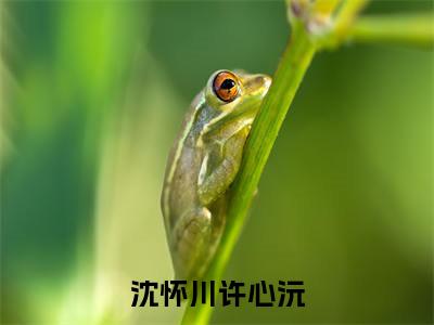 沈怀川许心沅(许心沅沈怀川)全文免费阅读无弹窗大结局_(许心沅沈怀川阅读无弹窗)沈怀川许心沅小说_笔趣阁