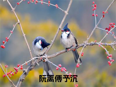 阮离傅予沉（阮离傅予沉）小说全文免费阅读-阮离傅予沉（阮离傅予沉）免费在线阅读完整版