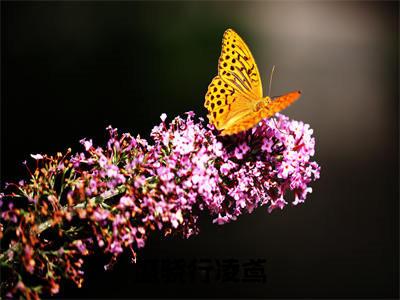 盛骁行凌鸢小说(凌鸢盛骁行)全文在线阅读免费大结局_盛骁行凌鸢小说最新章节列表