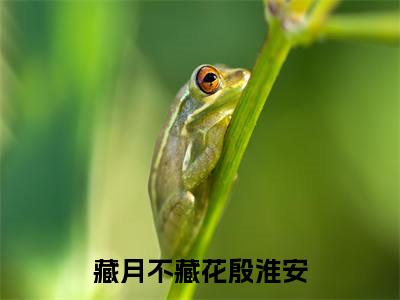 藏月不藏花殷淮安全文免费阅读无弹窗(小说全文免费阅读)慕容怀月殷淮安最新章节列表