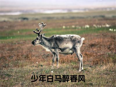 少年白马醉春风是什么小说-百里东君玥瑶全文免费阅读无弹窗大结局(少年白马醉春风)最新章节阅读