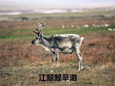 江黎黎辛澈小说大结局精彩推荐，江黎黎辛澈全文完整版在线阅读