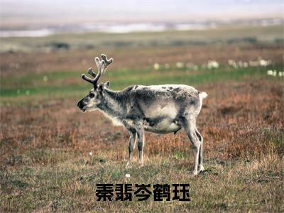 鹤珏秦翡岑（秦翡岑鹤珏）未删减-鹤珏秦翡岑完结版阅读地址