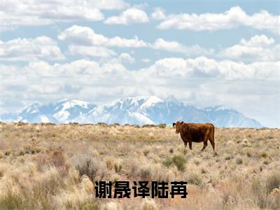 谢晟译陆苒(陆苒谢晟译)小说无删减版免费阅读-陆苒谢晟译精彩章节推荐阅读