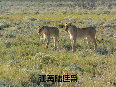 江苒陆廷枭(江苒陆廷枭)全文免费阅读无弹窗大结局_(江苒陆廷枭免费阅读)江苒陆廷枭无弹窗最新章节列表