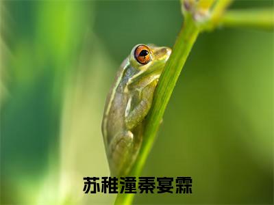 苏稚潼秦宴霖(苏稚潼秦宴霖)全文无弹窗阅读-精彩小说苏稚潼秦宴霖(苏稚潼秦宴霖)