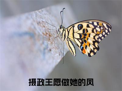 宋伶赵璟翌是哪部小说的主角,摄政王愿做她的凤免费阅读全文大结局