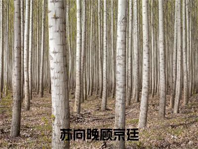 苏向晚顾京廷小说顾京廷苏向晚大结局-精彩美文顾京廷苏向晚免费阅读