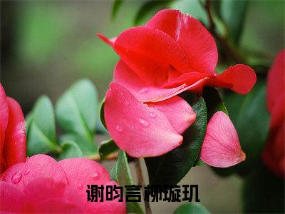 谢昀言柳璇玑全文(谢昀言柳璇玑)全文免费阅读无弹窗大结局_谢昀言柳璇玑免费最新章节列表_笔趣阁(谢昀言柳璇玑)